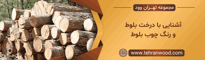 آشنایی با درخت بلوط و رنگ چوب بلوط